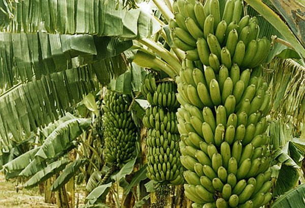 Banana