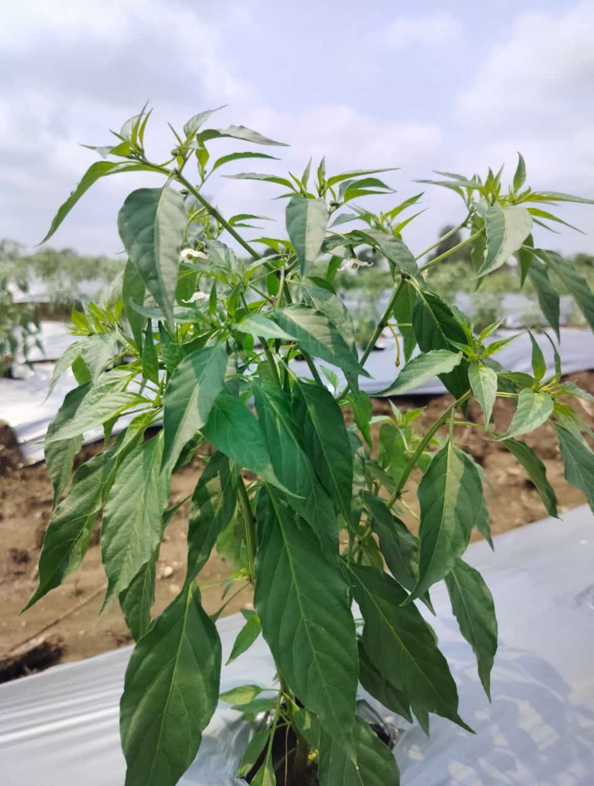 Chilli Farm
