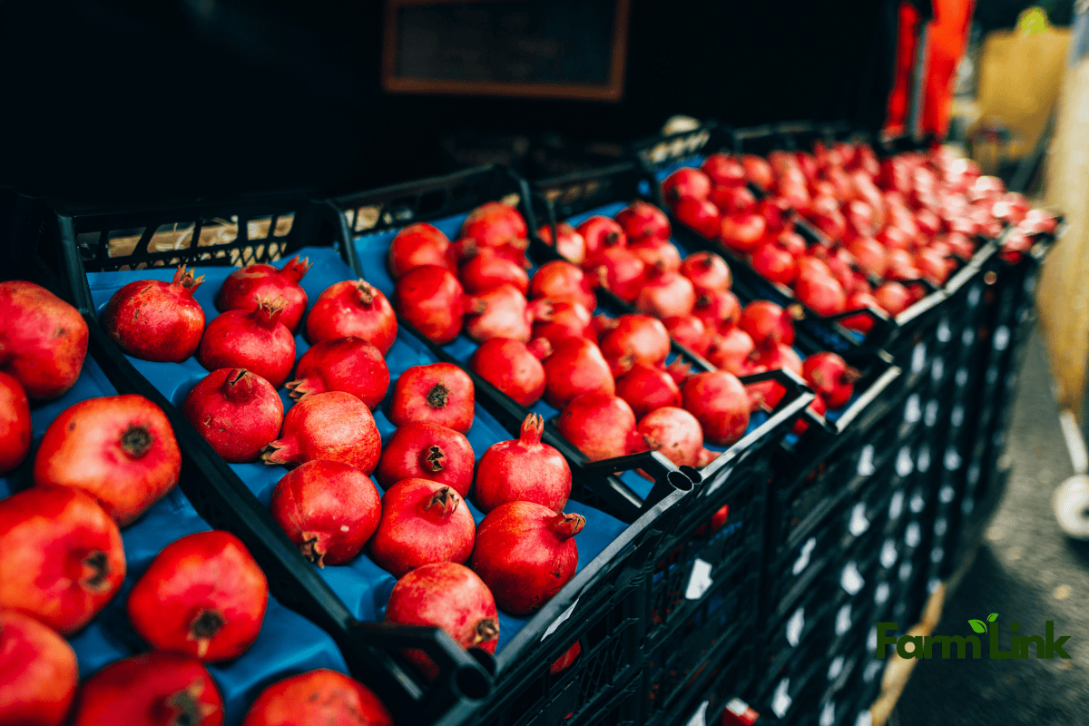 Pomegranate